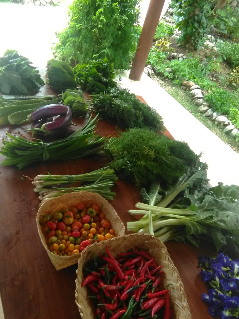 Harvested chillies, tomatoes, eggplant, fennel and greens on a wooden table