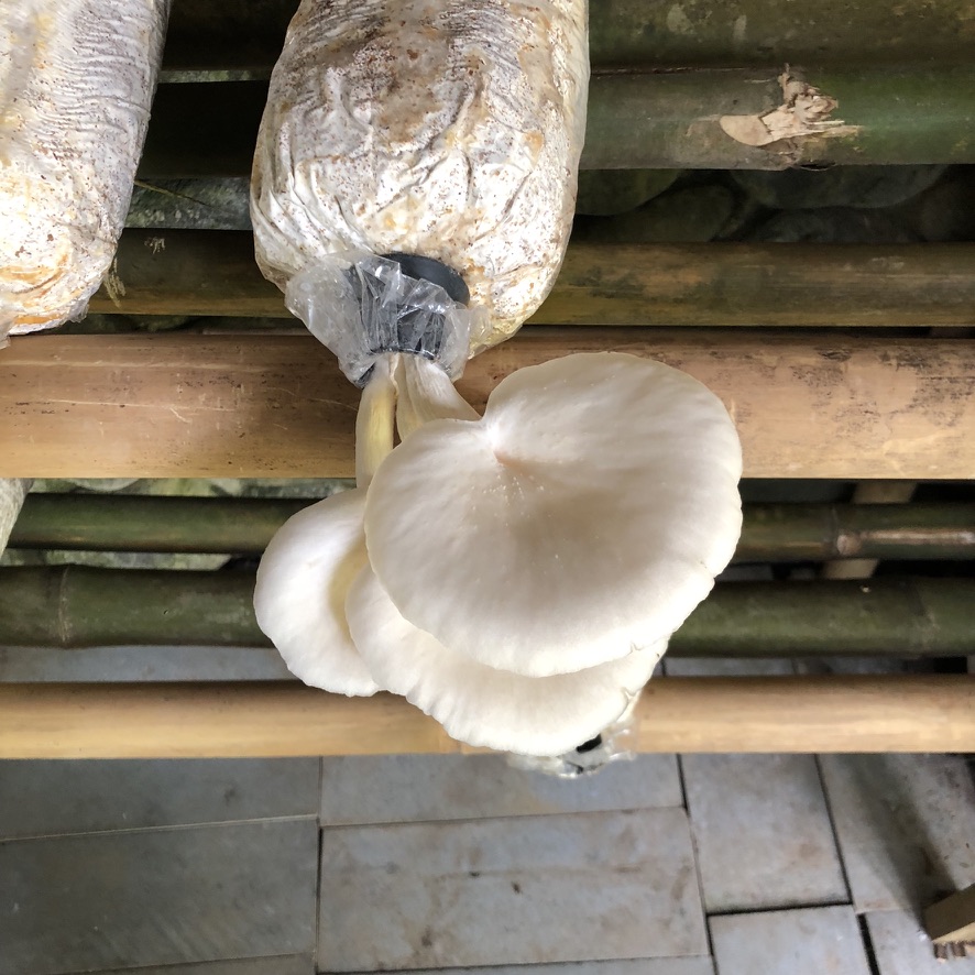 Image 22. Oyster mushrooms fruiting from bags on bamboo racks