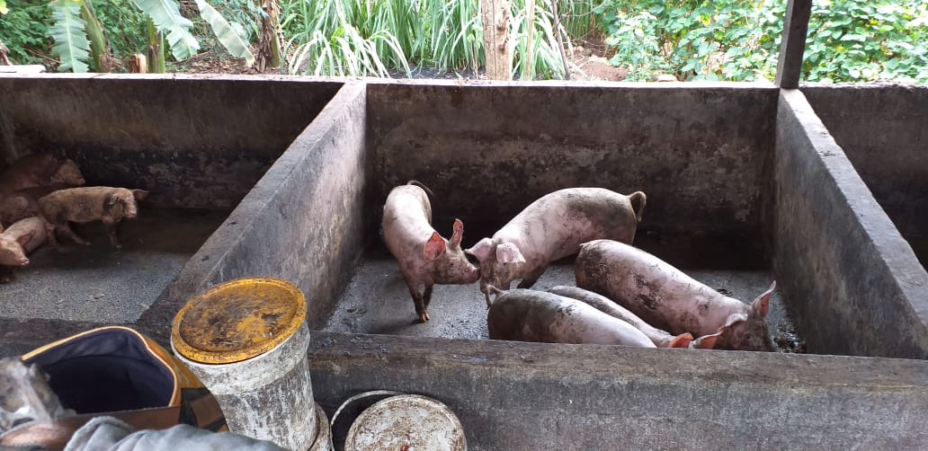 Image 48. Pigs in concrete pens under a simple shelter