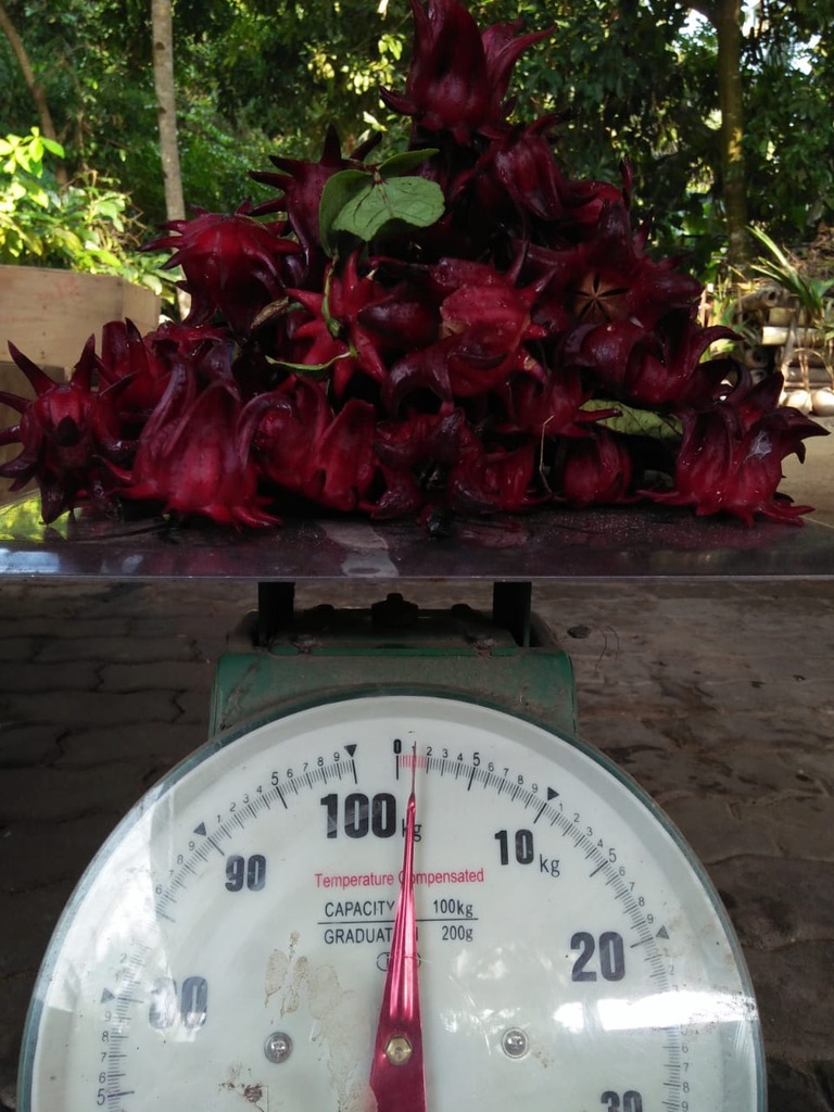 Image 21. Pile of red roselle calyces on a mechanical scale